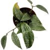Hoya Silver