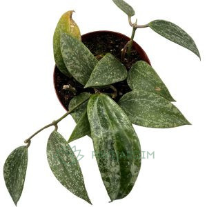 Hoya Silver