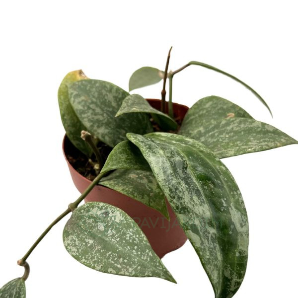 Hoya Silver