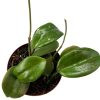 Hoya latifolia verde escura