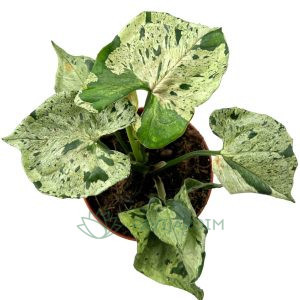 Syngonium Green Splash