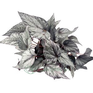 Begonia rex Silver Star