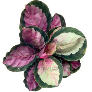 Calathea Roseopicta Rosy