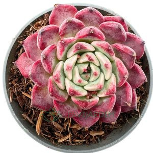 Echeveria Cherry Wine
