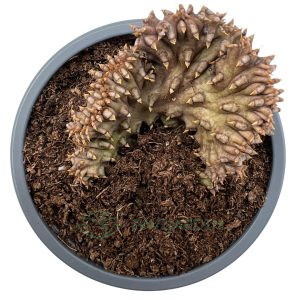 Edithcolea Hibrida Cristata