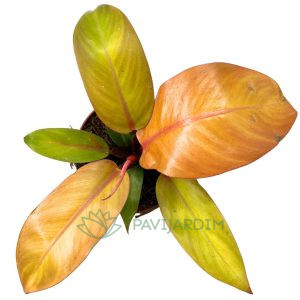 Philodendron Prince of Orange
