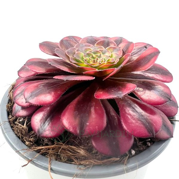 Aeonium 'Copper Kettle' - Pavijardim