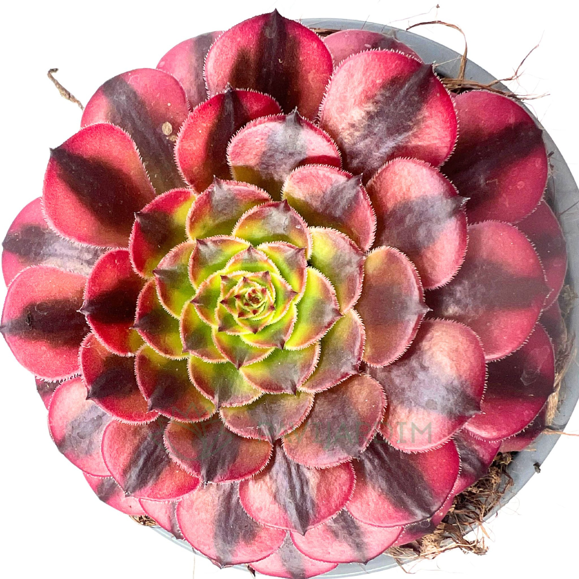 Aeonium 'Copper Kettle' - Pavijardim