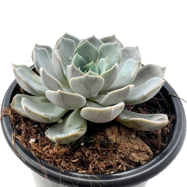 Echeveria 'Carolina' Echeveria 'Carolina'