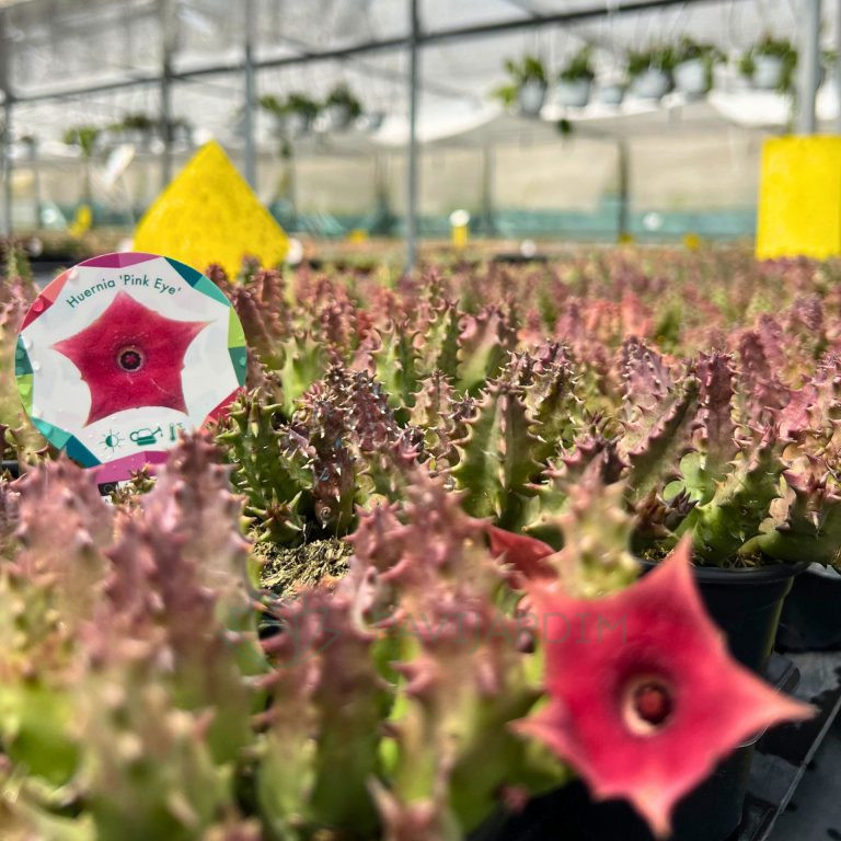 Huernia