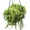 Peperomia Prostata