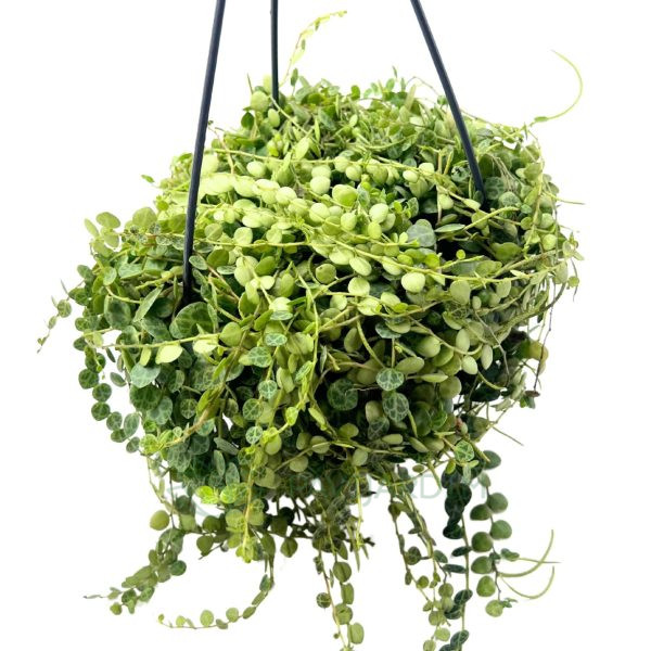Peperomia Prostata Peperomia Prostata