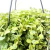 Peperomia Prostata