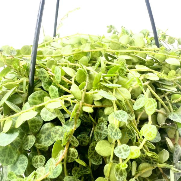 Peperomia Prostata Peperomia Prostata
