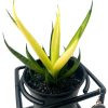 Sansevieria 'Premium'
