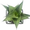 Sansevieria 'Premium'