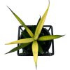 Sansevieria 'Premium'