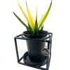 Sansevieria 'Premium'