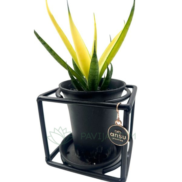 Sansevieria 'Premium'