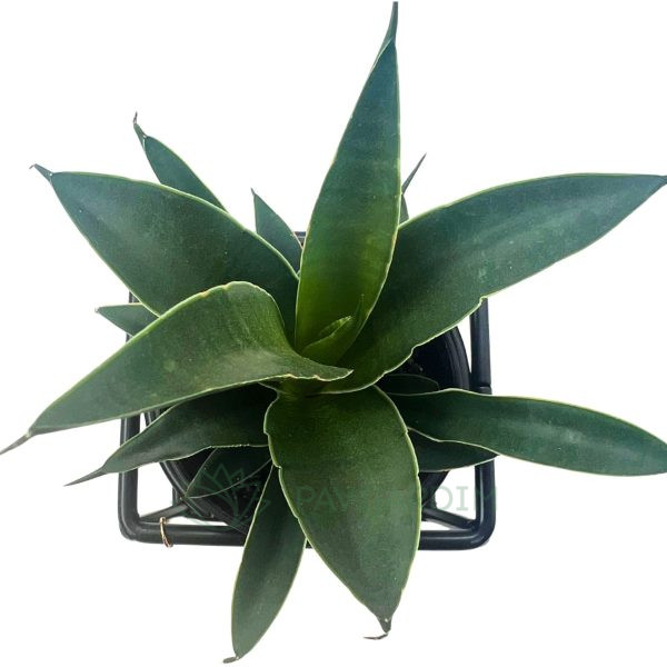 Sansevieria 'Premium'