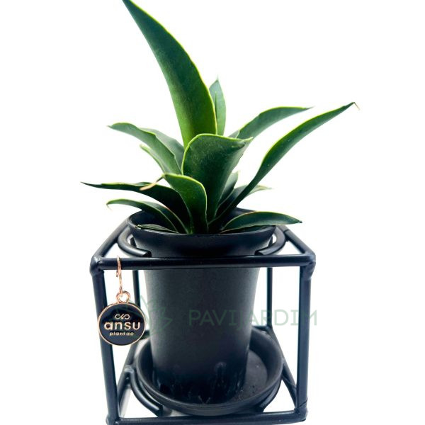 Sansevieria 'Premium'
