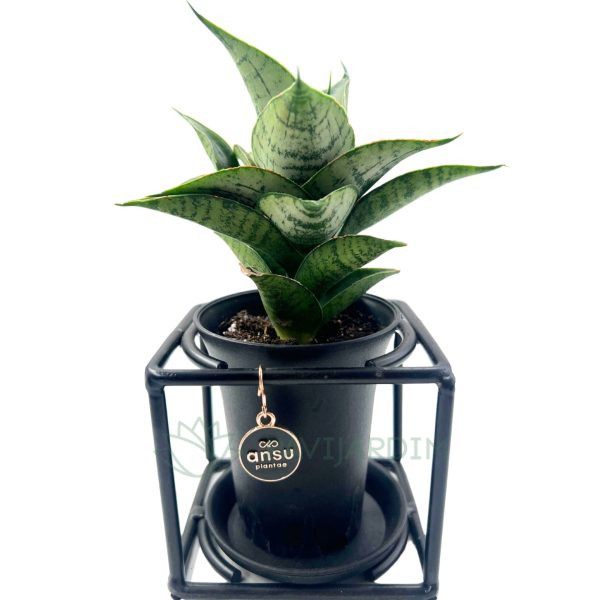 Sansevieria 'Premium'
