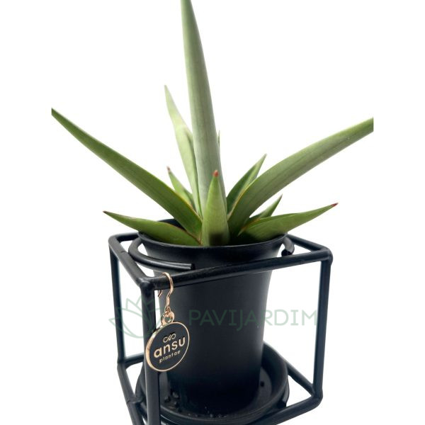 Sansevieria 'Premium'