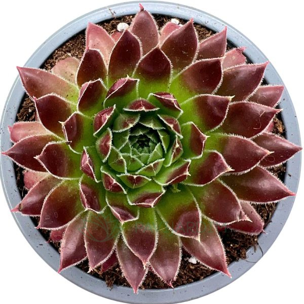 Sempervivum Hordubal (1) Sempervivum Hordubal