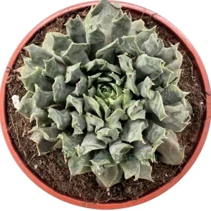 Sempervivum 'Moby Dick'