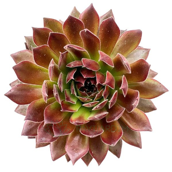 Sempervivum 'Whisper Flame' Sempervivum 'Whisper Flame'