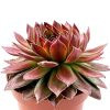 Sempervivum 'Whisper Flame'