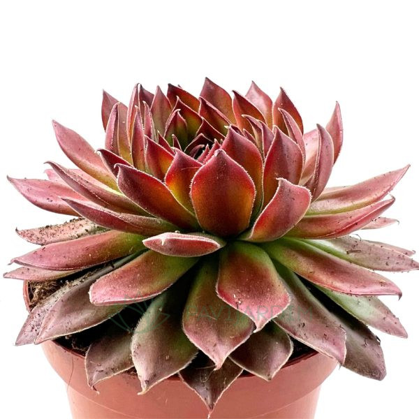 Sempervivum 'Whisper Flame' Sempervivum 'Whisper Flame'