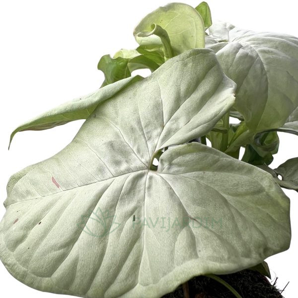 Syngonium Confetti Syngonium Confetti