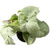 Syngonium Confetti