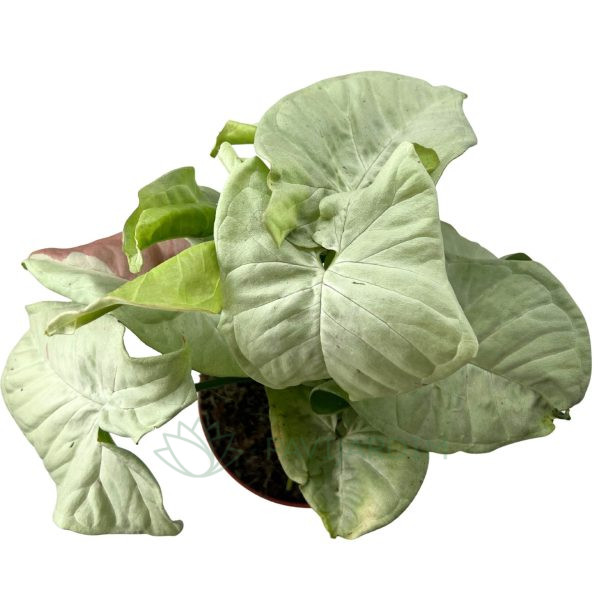 Syngonium Confetti Syngonium Confetti