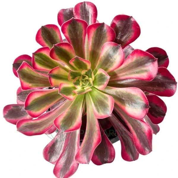 Aeonium Medusa XL Aeonium Medusa XL