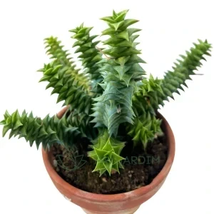 Astroloba Spiralis