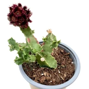 Caralluma foulcheri
