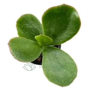Cotyledon 'Macrantha'