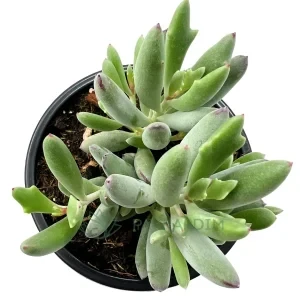 Cotyledon Orbiculata 'Dancing Queen'