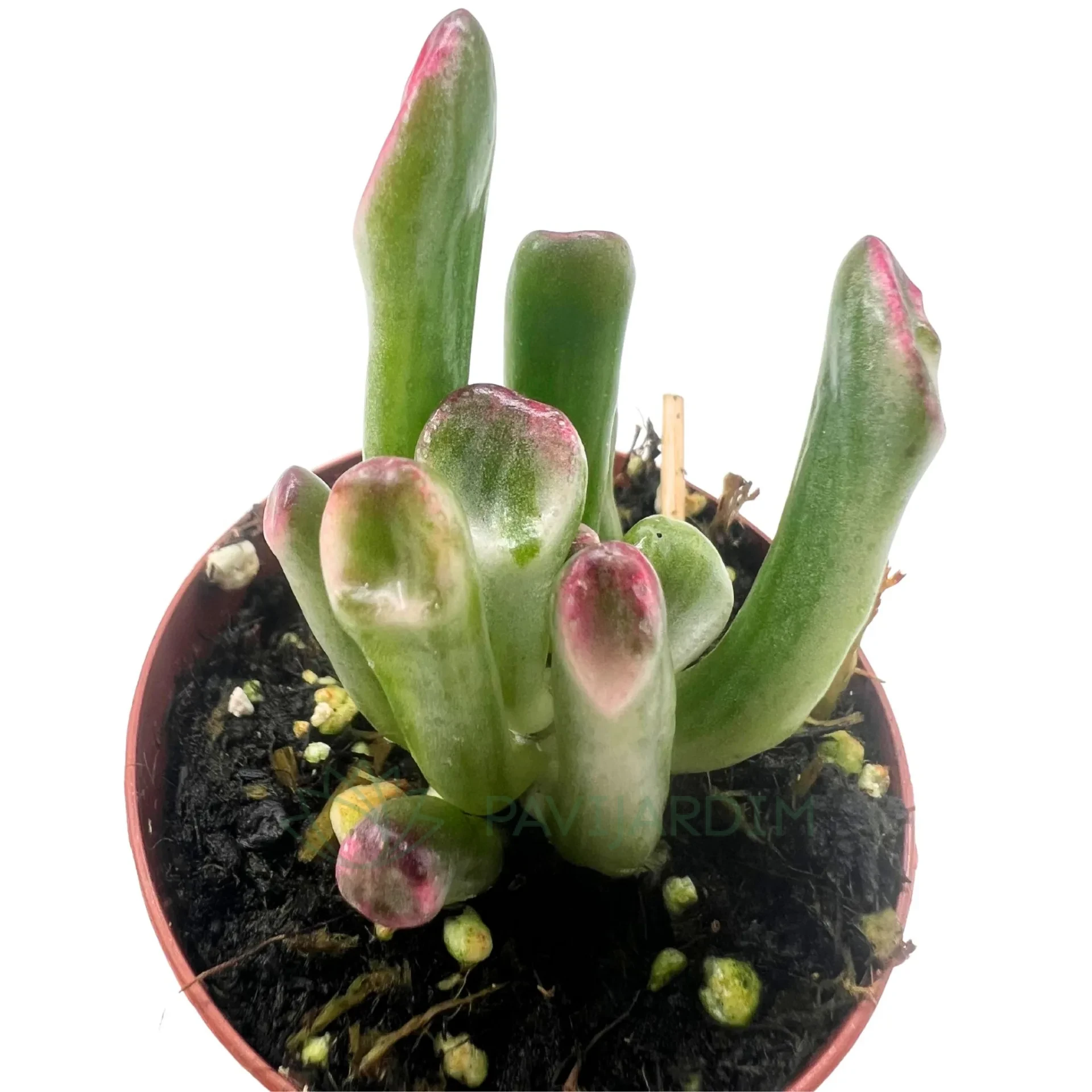 Crassula Gollum Variegata - Pavijardim