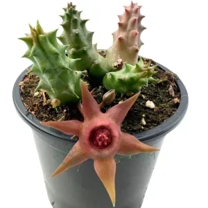 Duvalia Pillansii x Huernia Aspera