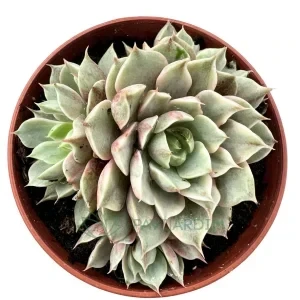 Echeveria 'Ben Badis' Variegata