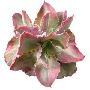 Echeveria Flying Cloud
