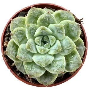 Echeveria 'Gelato'
