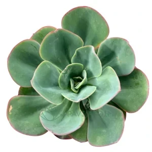 Echeveria Green Pacific