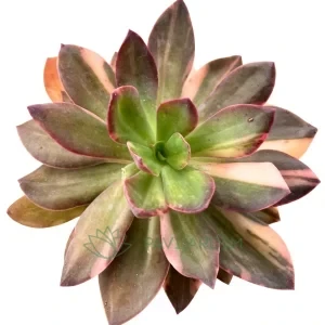 Echeveria Hanaikada Variegata