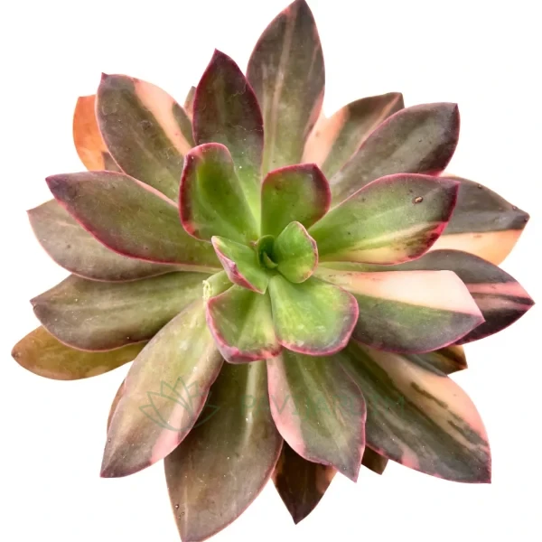 Echeveria Hanaikada Variegata Echeveria Hanaikada Variegata
