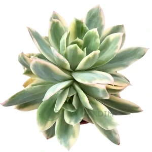 Echeveria 'Lemon Lime' Variegata