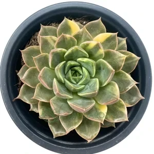 Echeveria 'Romance' Variegata